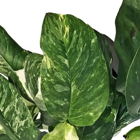 Monstera, 6in, Lecheriana Variegated