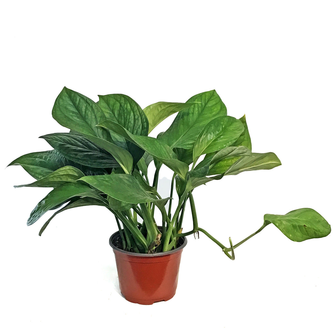 Monstera, 6in, Pinnatipartita
