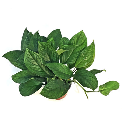 Monstera, 6in, Pinnatipartita