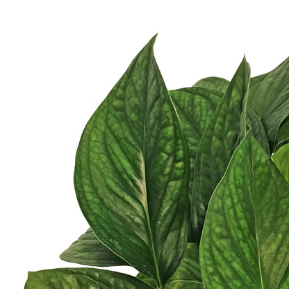 Monstera, 6in, Pinnatipartita