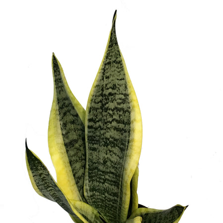 Sansevieria, 6in, Laurentii Superba