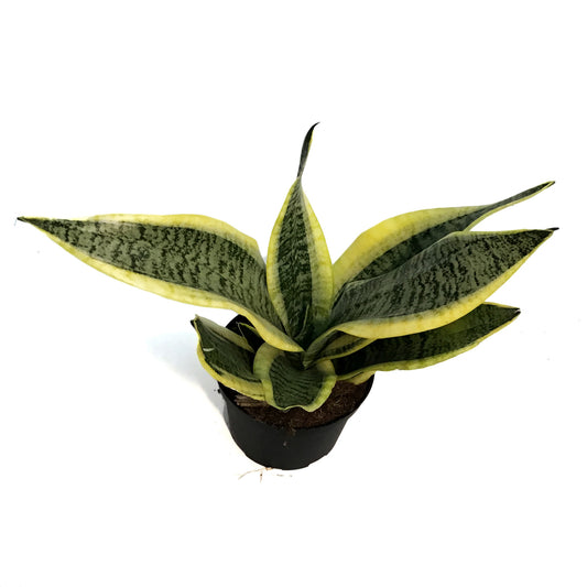 Sansevieria, 6in, Laurentii Superba