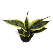 Load image into Gallery viewer, Sansevieria, 6in, Laurentii Superba
