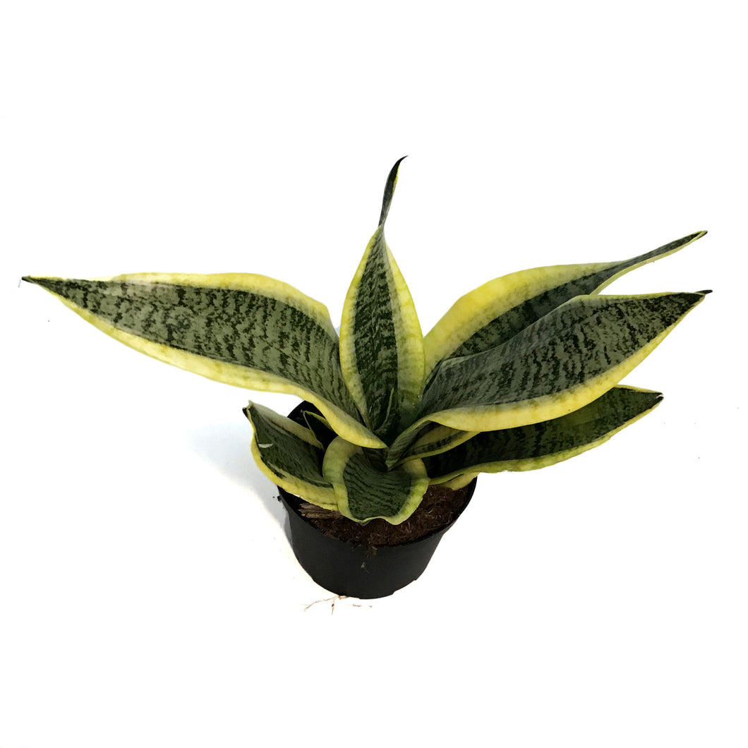 Sansevieria, 6in, Laurentii Superba