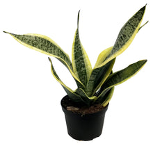 Load image into Gallery viewer, Sansevieria, 6in, Laurentii Superba
