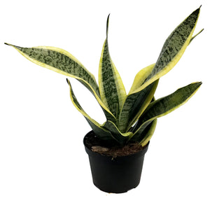 Sansevieria, 6in, Laurentii Superba