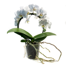 Load image into Gallery viewer, Orchid, 3in, Little Infinity Circle, White

