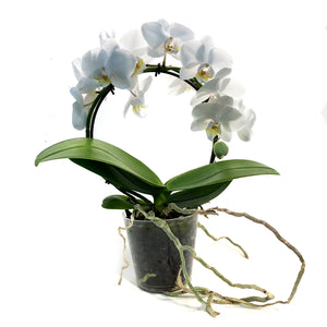 Orchid, 3in, Little Infinity Circle, White