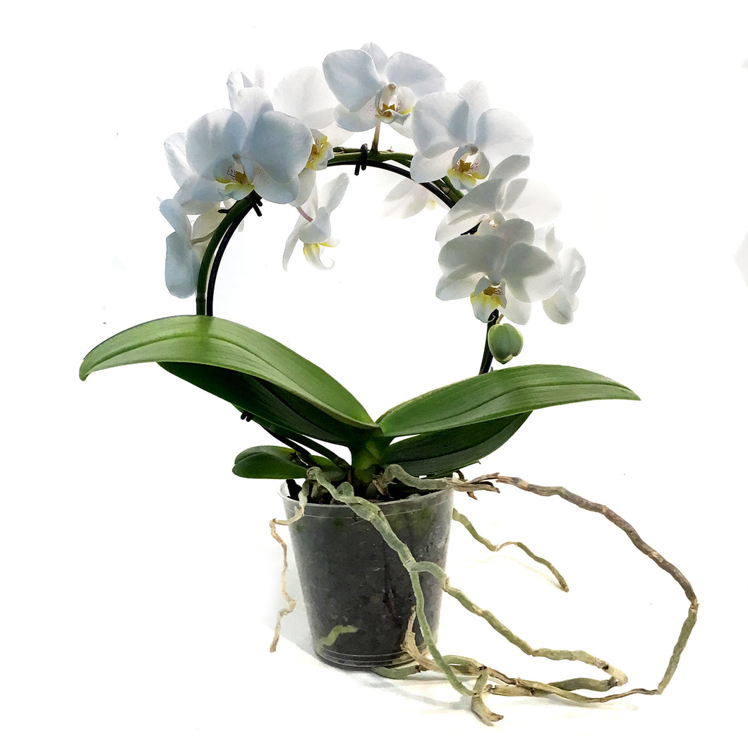 Orchid, 3in, Little Infinity Circle, White