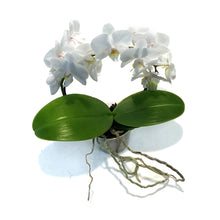 Load image into Gallery viewer, Orchid, 3in, Little Infinity Circle, White
