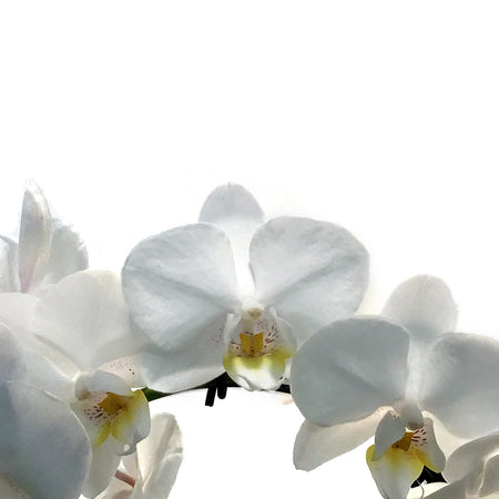Orchid, 3in, Little Infinity Circle, White