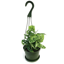Load image into Gallery viewer, Philodendron, 6in hb, Swiss Cheese
