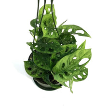 Load image into Gallery viewer, Philodendron, 6in hb, Swiss Cheese
