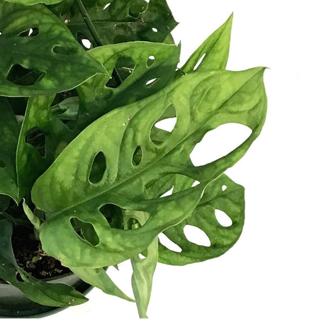 Philodendron, 6in hb, Swiss Cheese