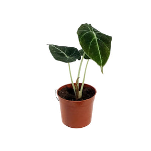 Alocasia, 2.5in, Black Velvet