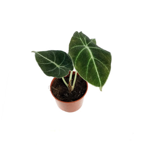 Alocasia, 2.5in, Black Velvet
