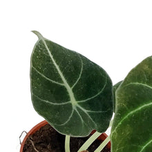 Load image into Gallery viewer, Alocasia, 2.5in, Black Velvet
