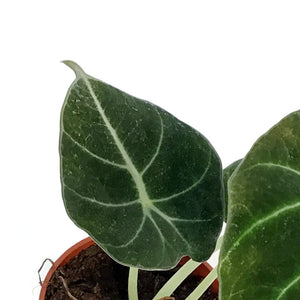 Alocasia, 2.5in, Black Velvet