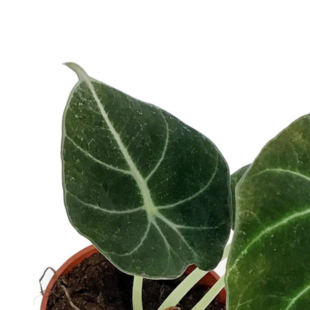 Alocasia, 2.5in, Black Velvet