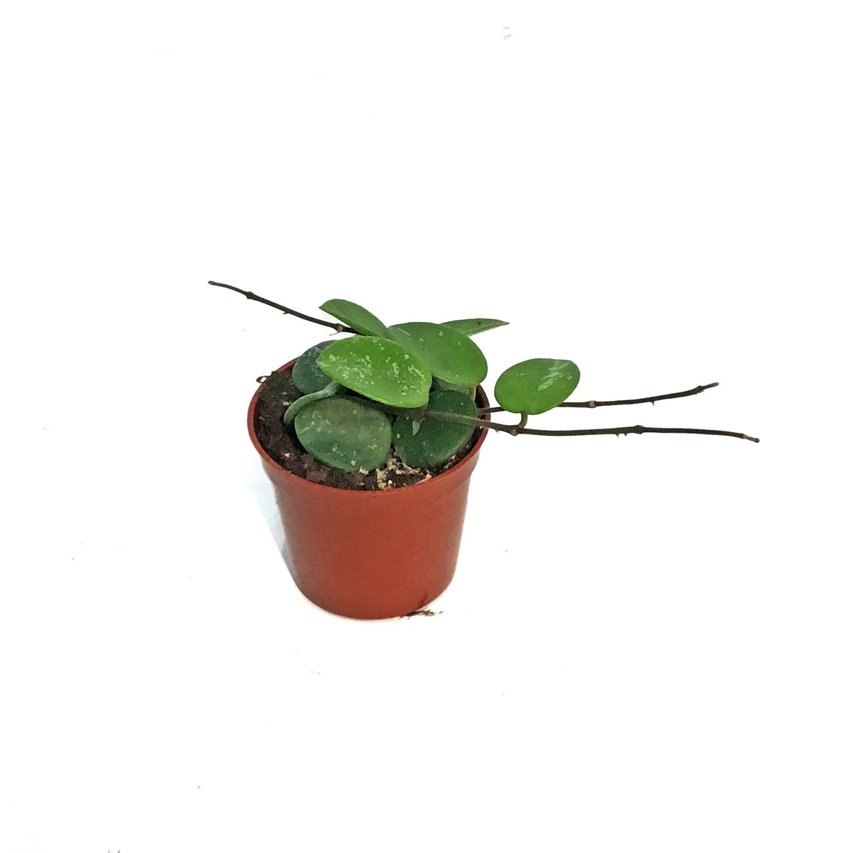 Hoya, 2.5in, Mathilde Splash