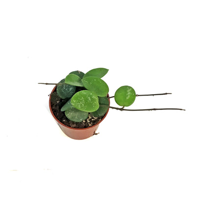 Hoya, 2.5in, Mathilde Splash