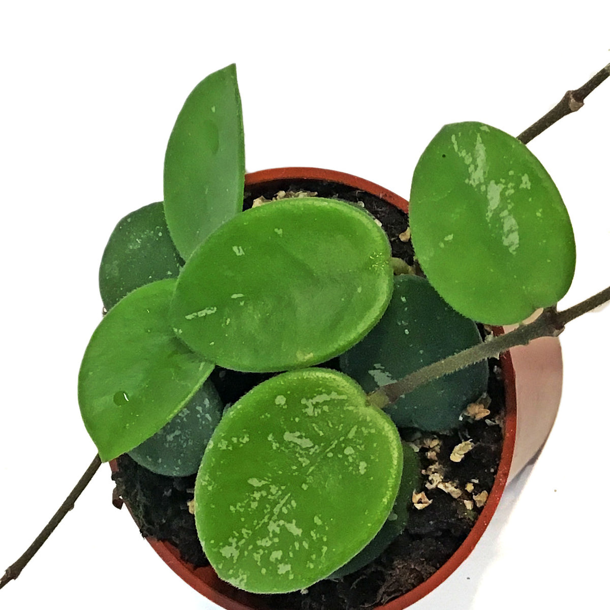 Hoya, 2.5in, Mathilde Splash
