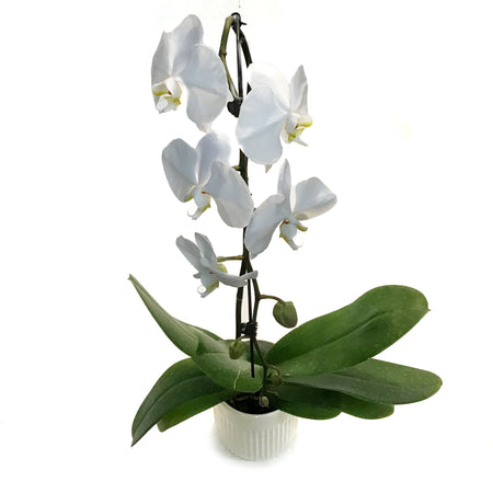 Orchid, 5in, Cascading In Ceramic