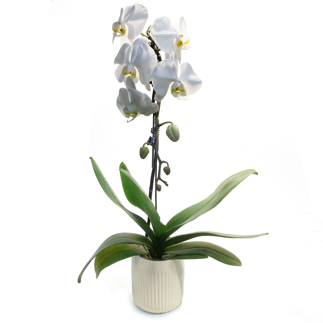 Orchid, 5in, Cascading In Ceramic