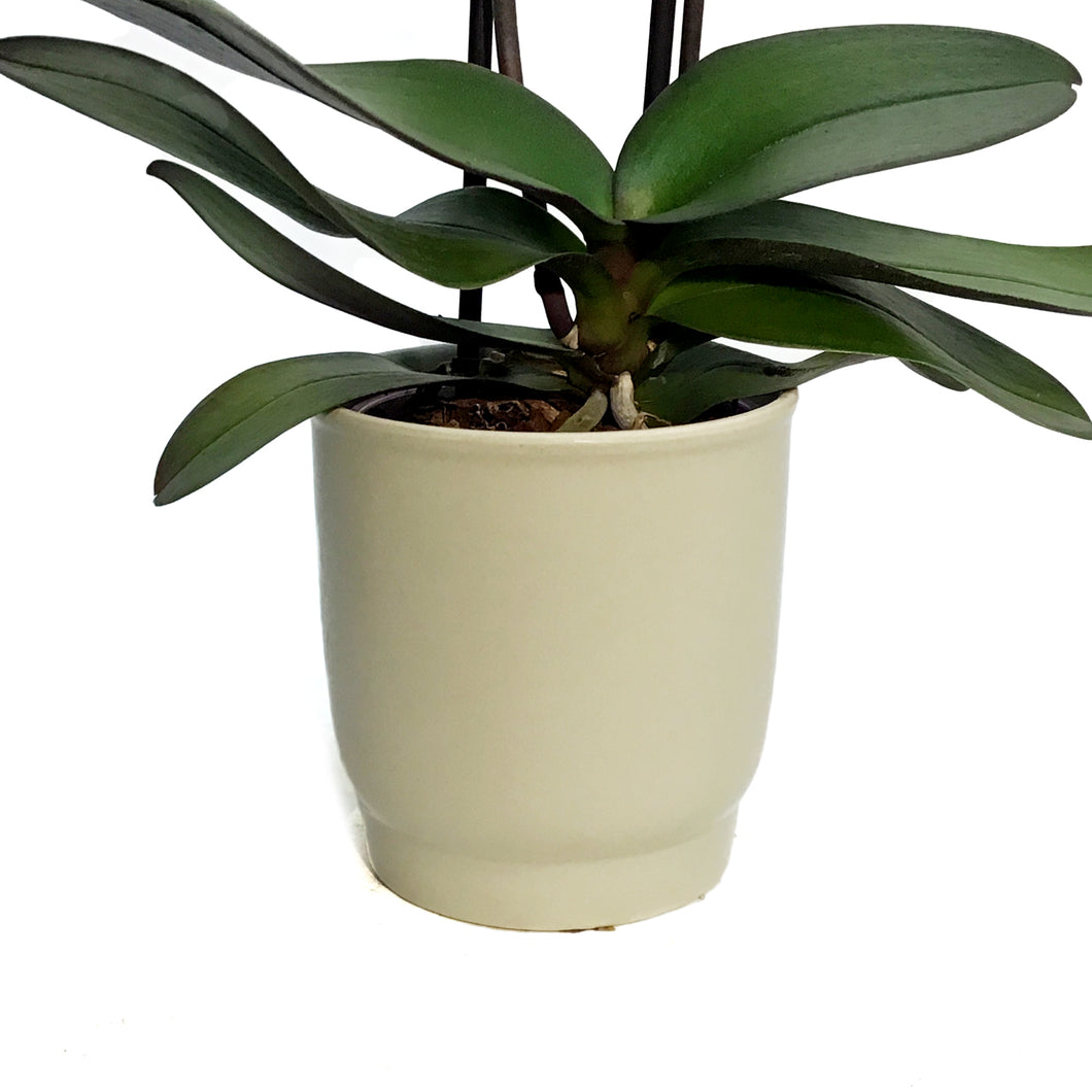 Orchid, 3in, Phalaenopsis in Ceramic Pot