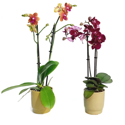 Orchid, 3in, Phalaenopsis in Ceramic Pot