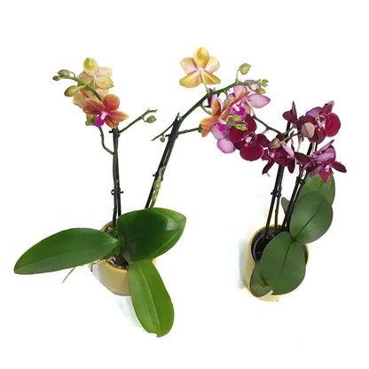 Orchid, 3in, Phalaenopsis in Ceramic Pot