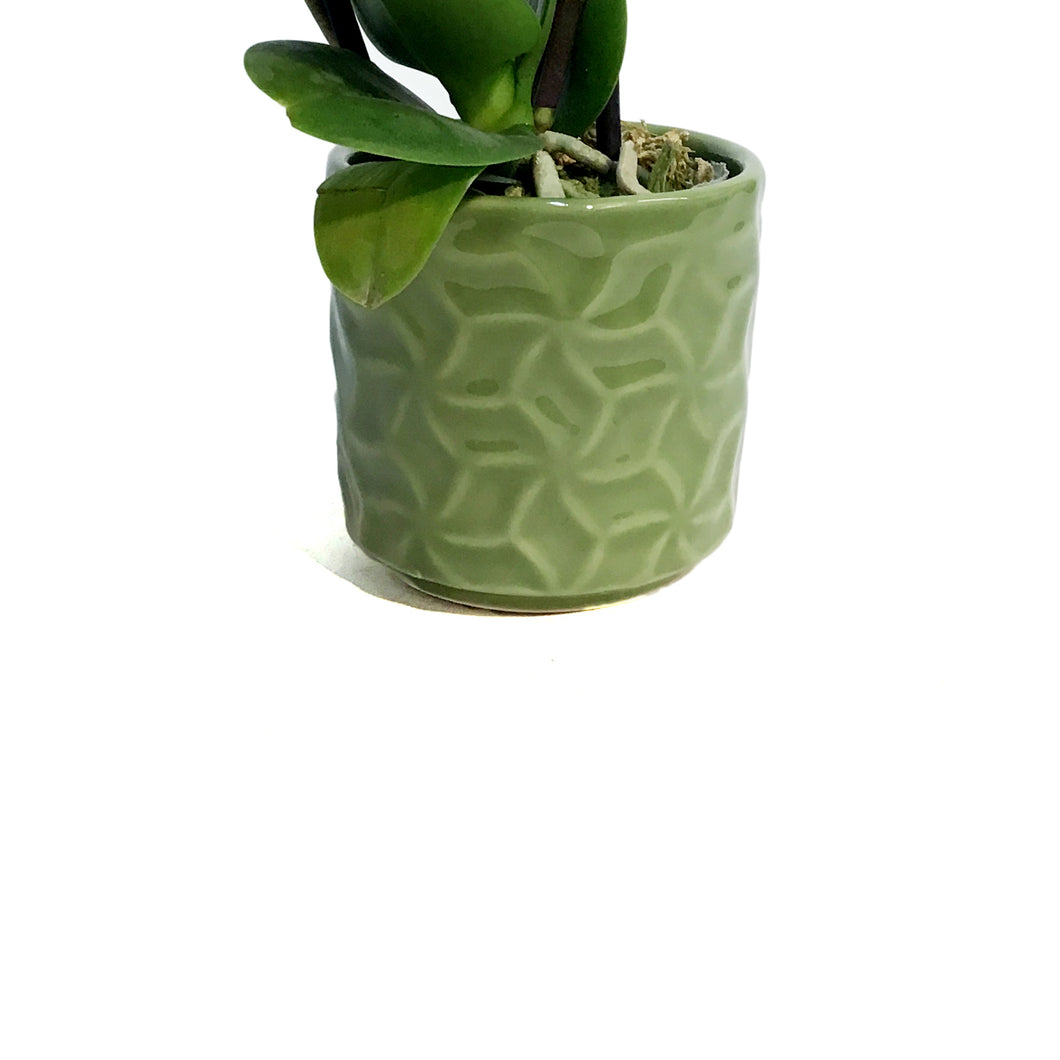 Orchid, 2in, Phalaenopsis in Ceramic Pot