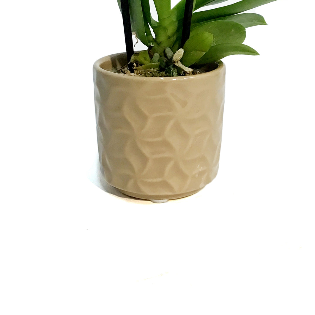 Orchid, 2in, Phalaenopsis in Ceramic Pot