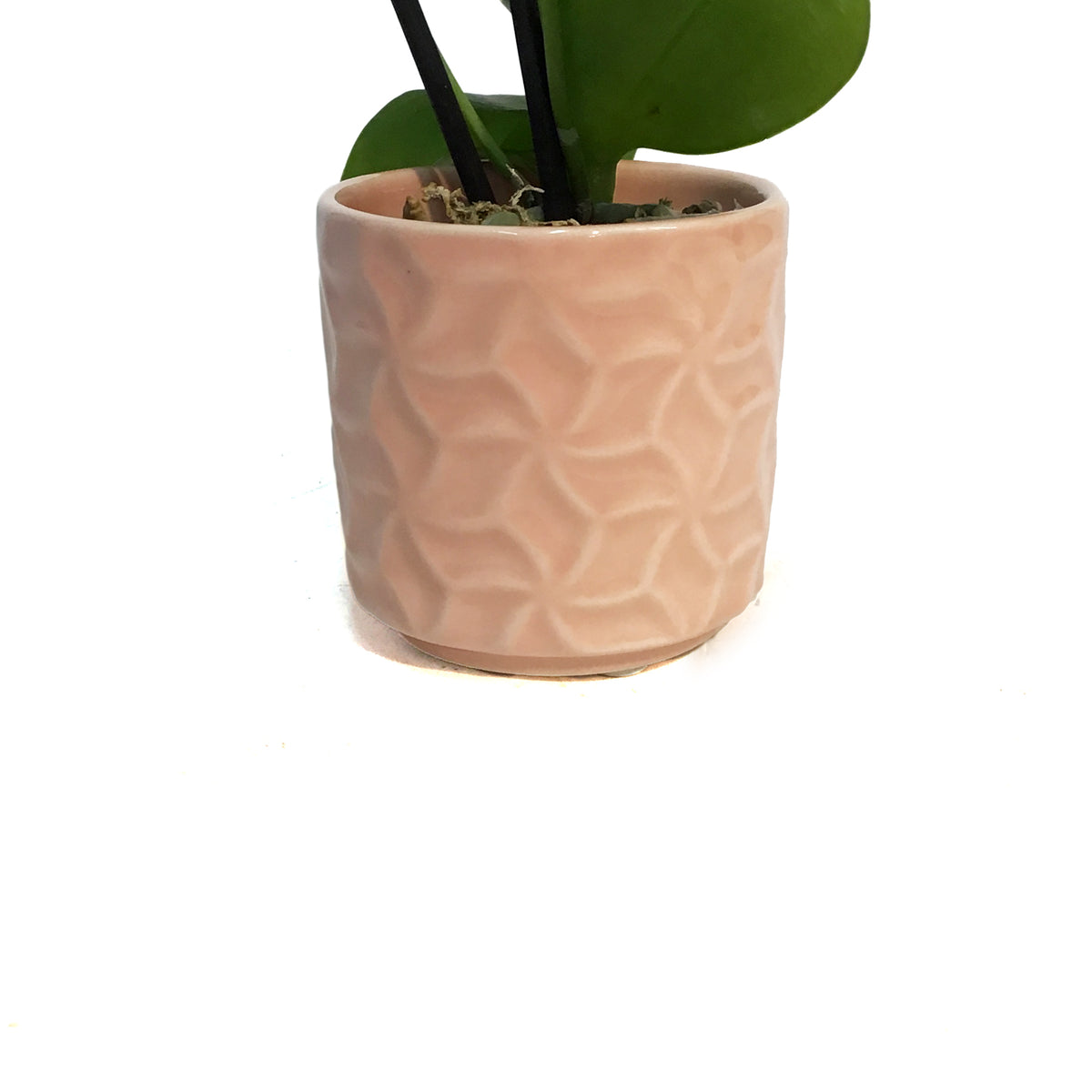 Orchid, 2in, Phalaenopsis in Ceramic Pot