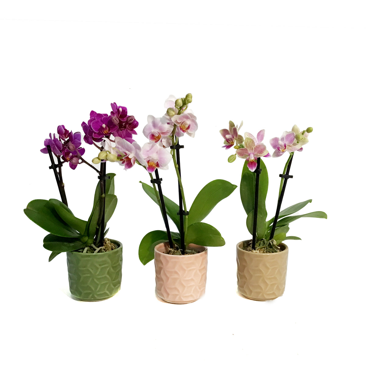 Orchid, 2in, Phalaenopsis in Ceramic Pot