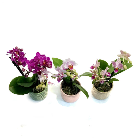 Orchid, 2in, Phalaenopsis in Ceramic Pot