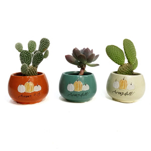 2in, Cactus, Opuntia in Happy Fall Pots