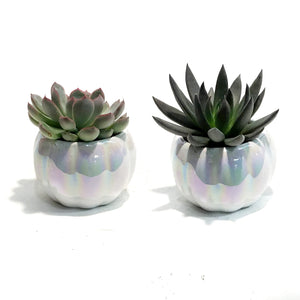 Succulent, 2in Pumpkin- Metallic or Pearl