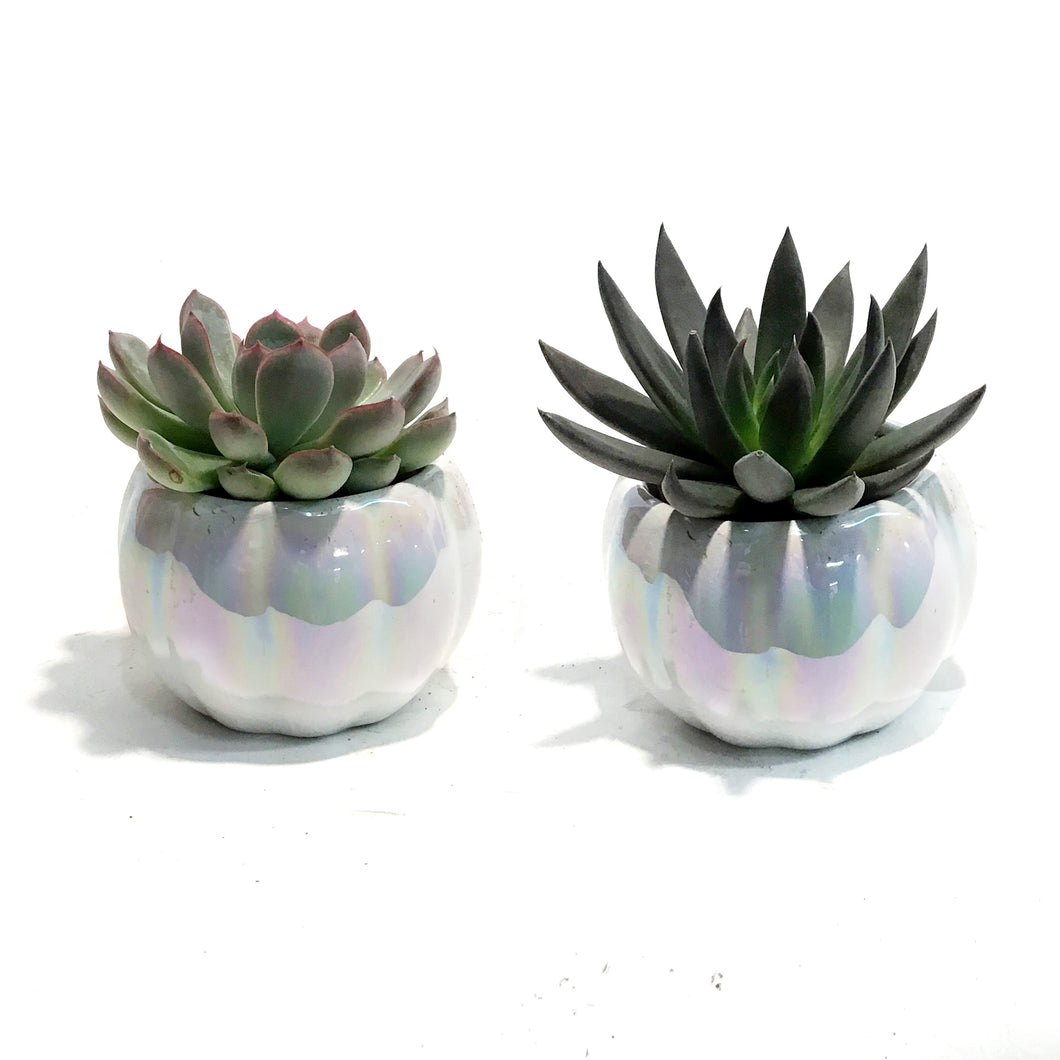Succulent, 2in Pumpkin- Metallic or Pearl