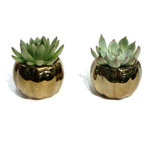 Load image into Gallery viewer, Succulent, 2in Pumpkin- Metallic or Pearl

