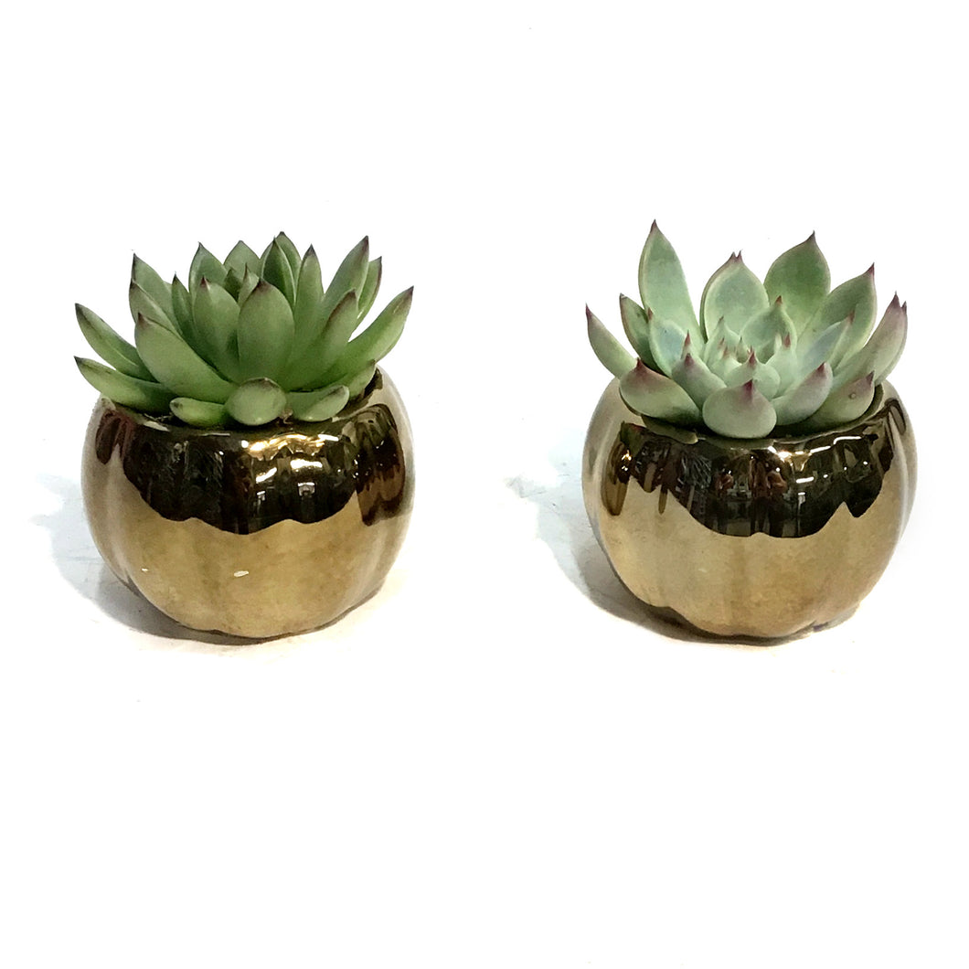 Succulent, 2in Pumpkin- Metallic or Pearl