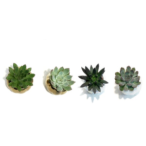 Succulent, 2in Pumpkin- Metallic or Pearl