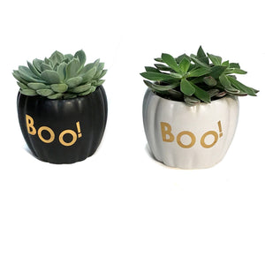 Succulent,4in, In BOO