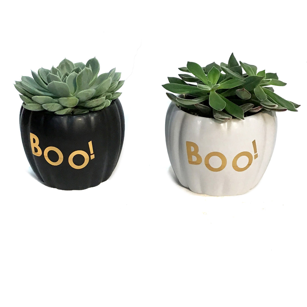 Succulent,4in, In BOO
