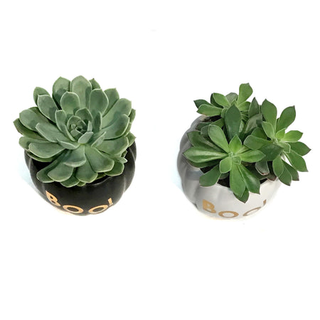 Succulent,4in, In BOO