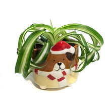 Load image into Gallery viewer, Tropical, 2in, Assorted, TFestive Puppy and Kitty
