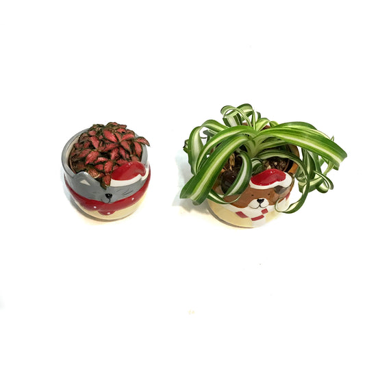 Tropical, 2in, Assorted, TFestive Puppy and Kitty