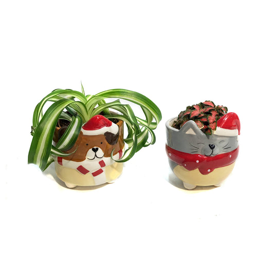 Tropical, 2in, Assorted, TFestive Puppy and Kitty
