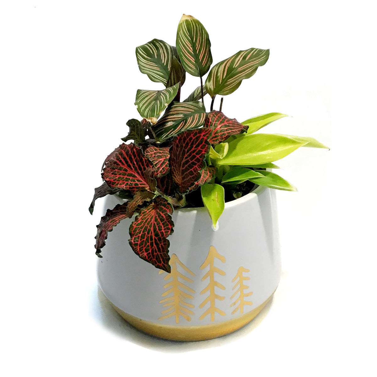 Pot, 4in, Ceramic,Gold Tree