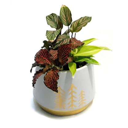 Pot, 4in, Ceramic,Gold Tree